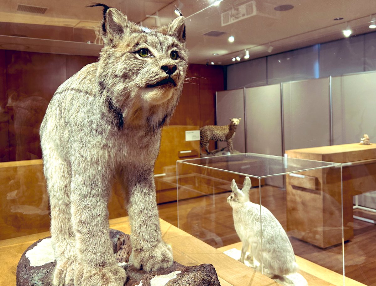 日曜日はパパに子どもたちをお願いして1人でお出かけ✨

国立科学博物館の剥製が高知に来ているので、その展示を見に行ったり
ひたすらドライブしたり🚙

幸い雪は時たま舞う程度で、寒かったけれどリフレッシュできました☺️

今週がんばるエネルギーを得たので金曜日まで駆け抜けます🏃