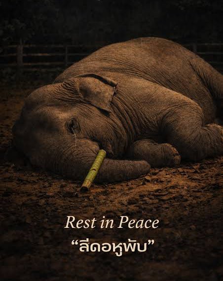 อยากให้ทุกคนพูดถึง #สีดอหูพับ ทุกวัน อย่าให้กระแสการเมืองหรือเรื่องอื่นกลบ จนเงียบหายไป อย่าปล่อยให้หูพับตายฟรี เพราะจนป่านนี้ ยังไม่เห็นหมาสักตัว ออกมารับผิดชอบที่ทำให้หูพับตาย ช้างป่าวัย 10 ขวบ ควรได้รับความเป็นธรรม ไม่ใช่แค่คำว่า “ ถอดบทเรียน ” บนซากศพช้างป่าอีกนับไม่ถ้วน ควย!
