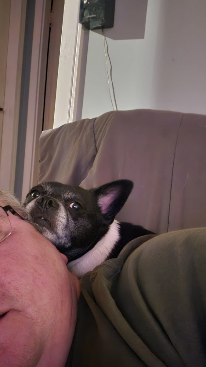 prostar187's tweet photo. She's got good ears ๐
Dad tried to sneak a Pic of her snuggling him and totally got busted ๐
She's my little bean โค๏ธ
The #SideEyeQueen https://t.co/dh0Q6GNm3C