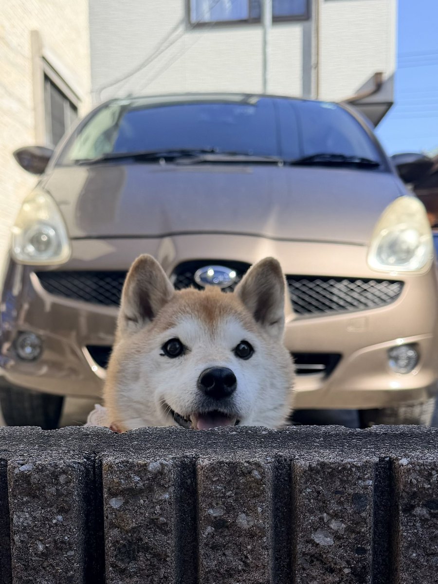 柴犬ハナ (@87shiba87) / Posts / X