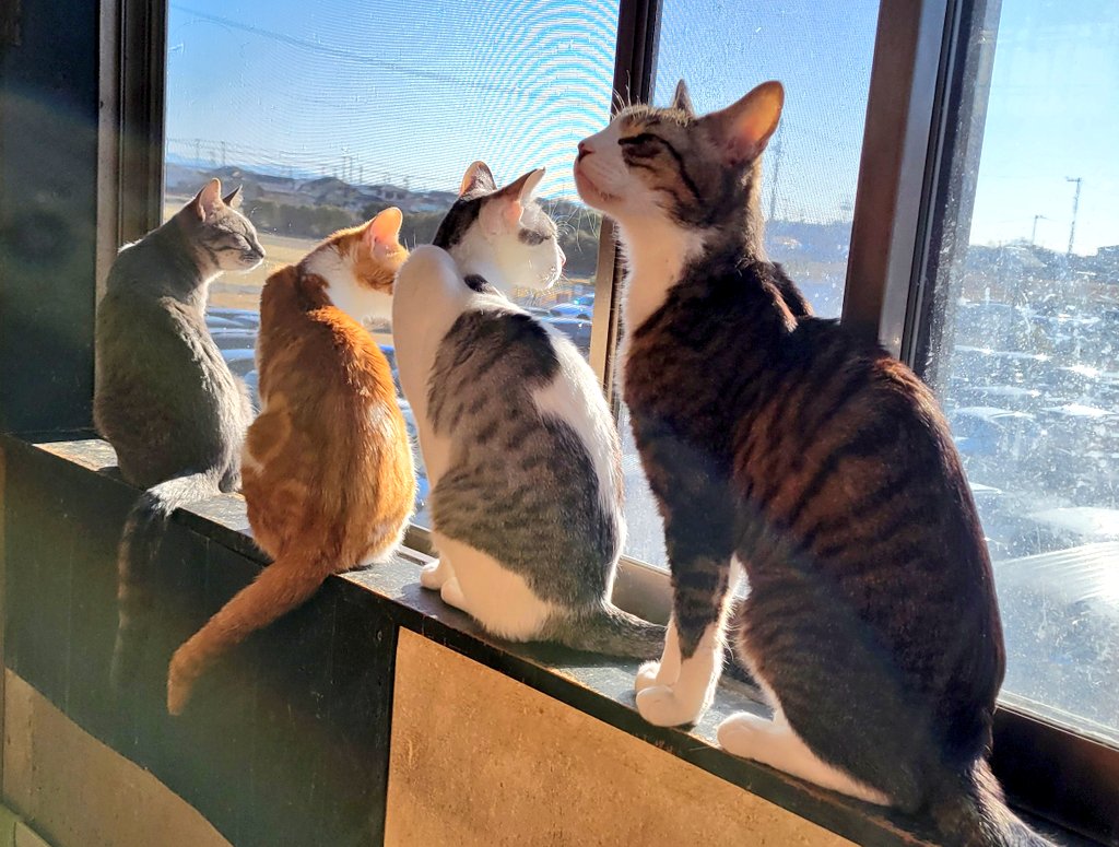 ふにゃ様 昨日の夜は本当に寒かったですね。(>_<) その分朝から暖かな場所には猫