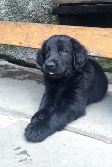 Doglover tweet media