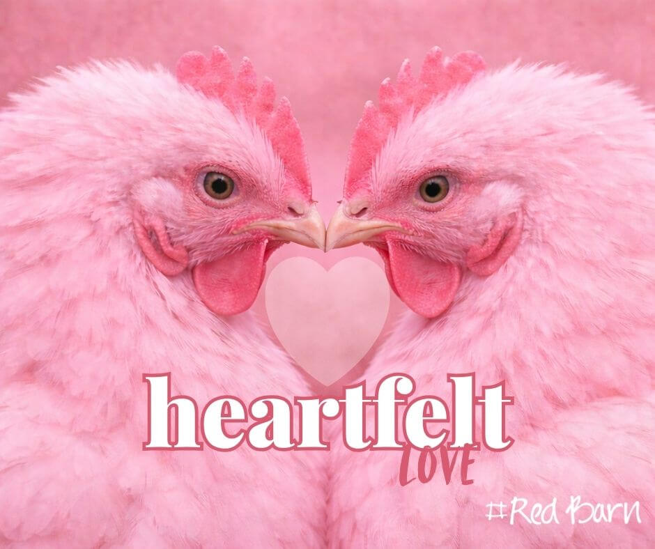 Red Barn News &amp; Special Offers - A Little Heartfelt Hug this week 💗💗 - mailchi.mp/redbarn.co.za/…