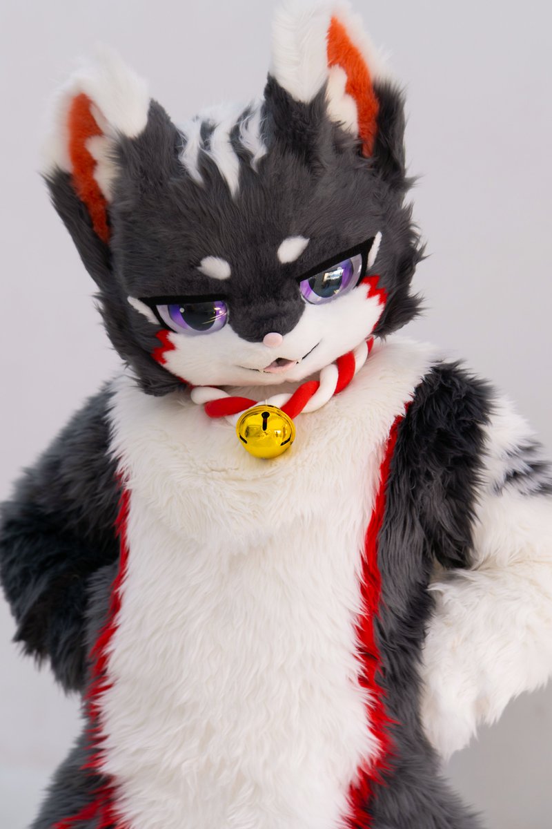 치비 / Chibi ≽^•⩊•^≼ tweet media