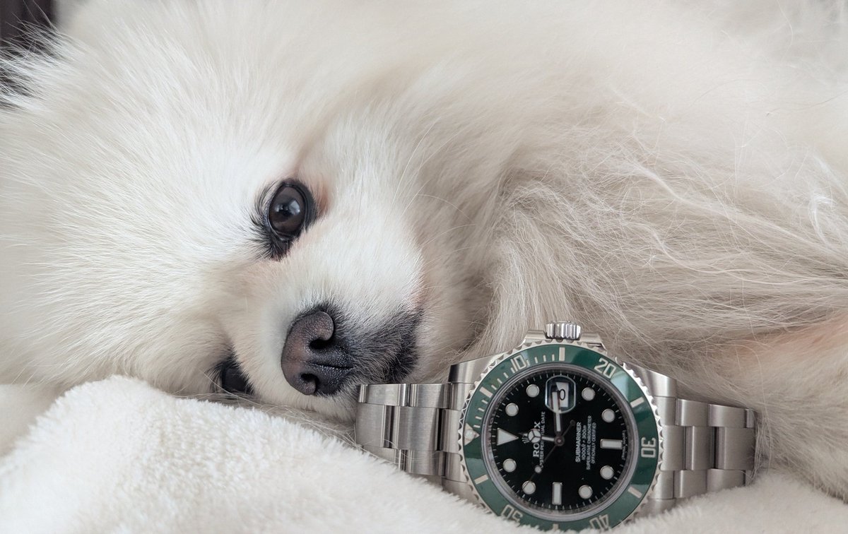 126719BLRO's tweet photo. #116610lv
#rolexhulk 
#oribegreen
#pomeranian
#submarinerhulk https://t.co/SaYOF3nCB6