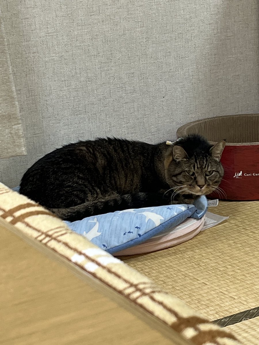 ねこじま まめたろう (@nekojima_22) / Posts / X