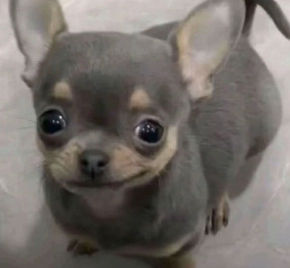 ElCompaTat tweet media