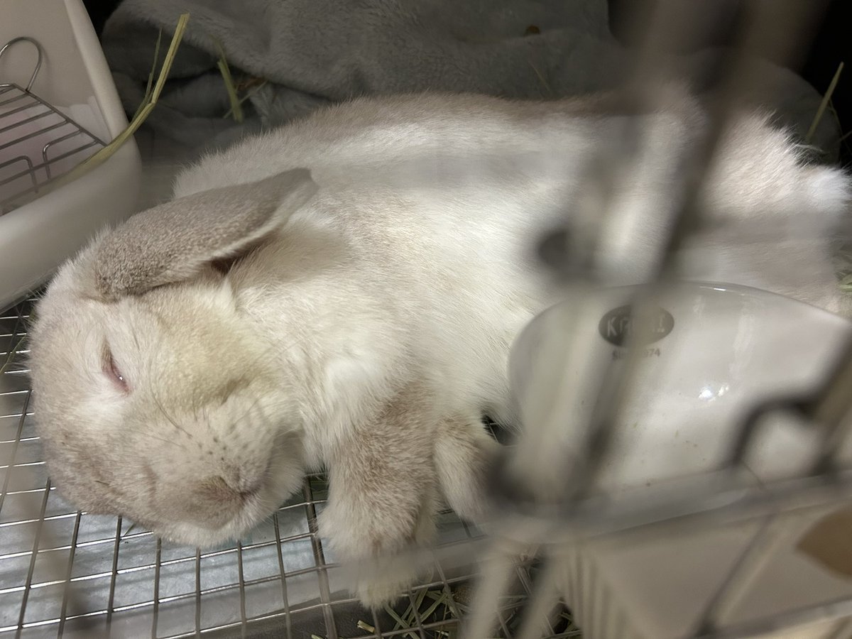 まふぃん君૮ ˙ ˟ ˙ ა (@LopMuffin) / Posts / X