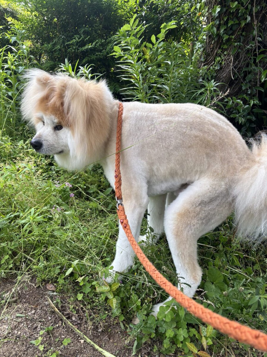 【あきたいぬなかま】
本日ご紹介するのは、「柳田ボブ」くん！

甘えん坊な柳田ボブくん。
ご家族との素敵な写真もあわせて、ぜひ覗いてみてください😊
ボブくん中に人が入っているんじゃないか思うくらい人間味ありますよね🤣🩷

#ハチふる #秋田犬 #忠犬ハチ公 #渋谷 #秋田