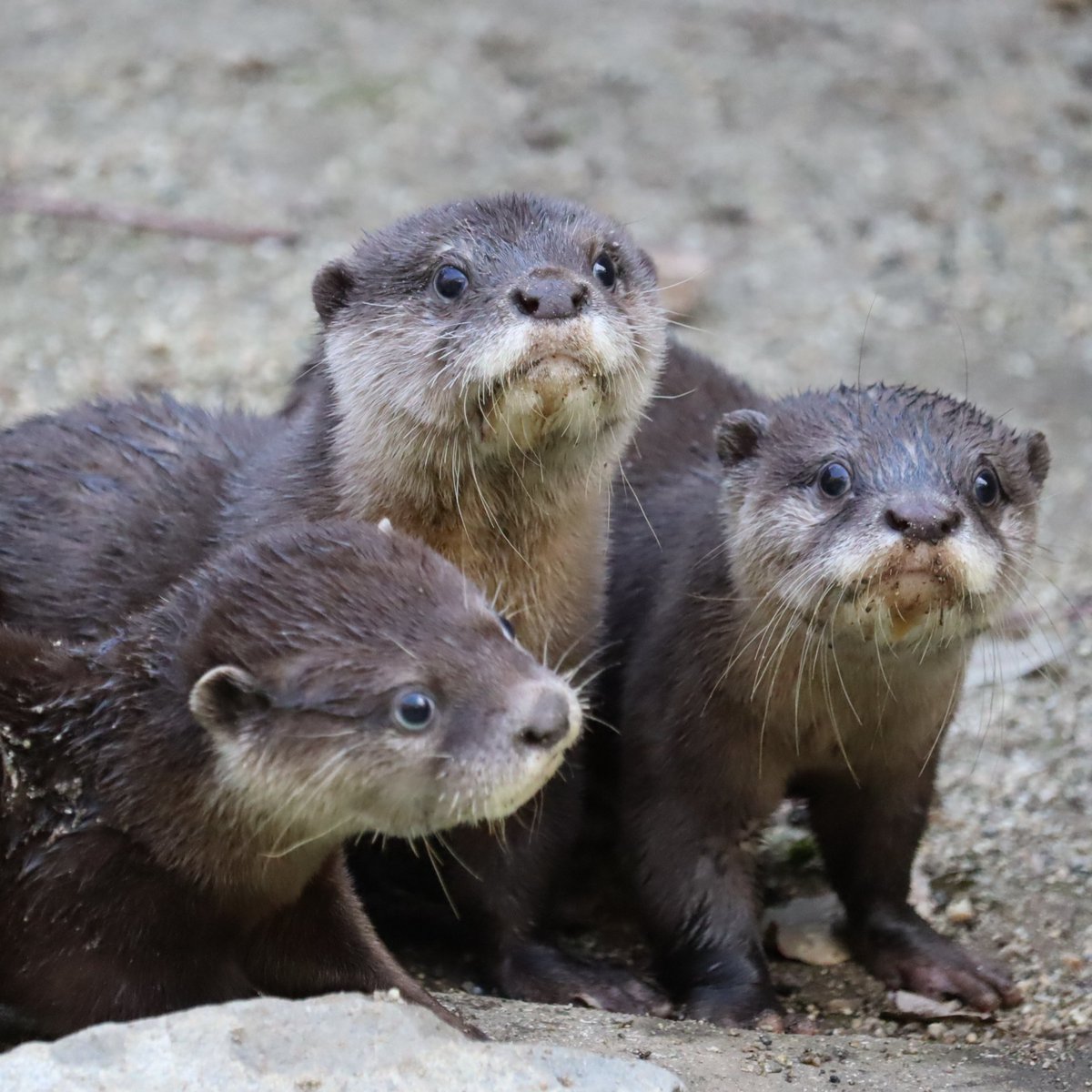 カワウソページ ちびうそ3頭 #のいち動物公園 #コツメカワウソ