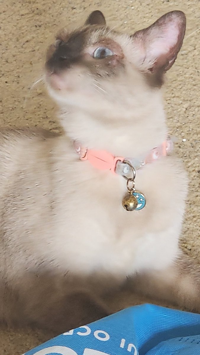 GiraffeJesus's tweet photo. @FilmsFallout Im sorry to hear about your loss hun, I know she looks like an Elite from Halo, but this is Hinata. My darling baby girl is just about 2 years old, and such a cutiepie https://t.co/koaMMT9jZD