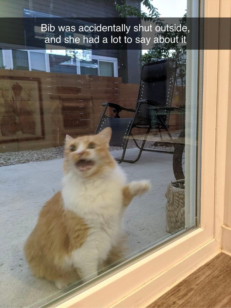 Posts Of Cats (@postsofcats) on Twitter photo 