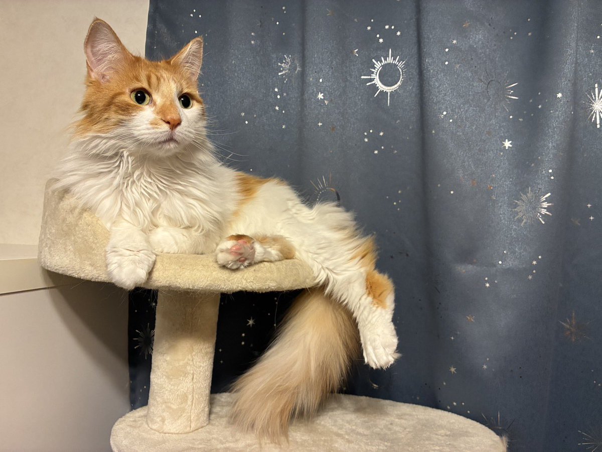 今日は良い天気☀️
風は冷たいですが
春の日差しです

昨日のインスタライブ中のマロン先生

#マロン先生
#猫