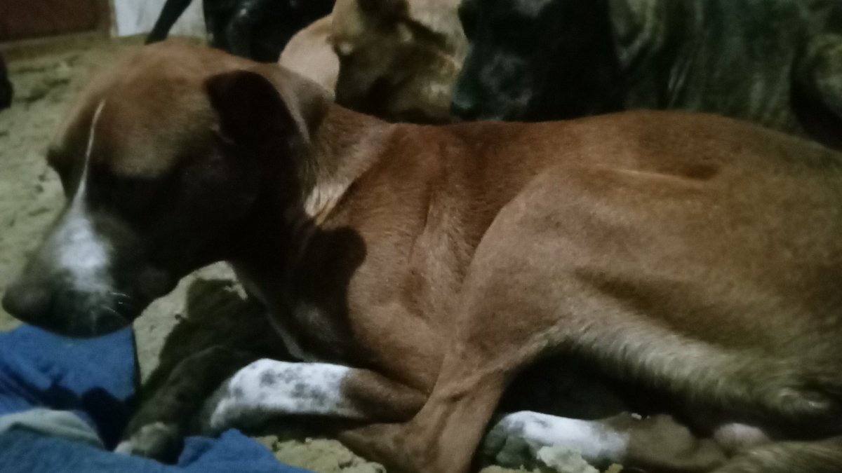 PandillaValeria's tweet image. Muy buen lunes que tengan un buen inicio de semana estaba acostado y escuch alboroto al y al salir estaban queriendo atacar a este perro salí afuera a socorrerlo Y evité que lo atacaran tiene tics neurológicos necesitamos llevarlo a la vete nos dan una patita Mati de vale pandill