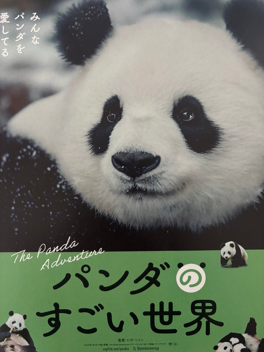 HiroN456's tweet photo. UPLINK 吉祥寺「パンダのすごい世界」鑑賞
☆800万年前の歴史、生きるかせき、ユニークな生態、双子は1頭人工飼育、自立に向けて木登りを教える親パンダ
☆帰国パンダの高齢施設での看取り、33歳(人間の115歳)日本の動物園では想像できない
☆飼育員の奮闘、家族同様の想い、絆の強さを感じる😊 https://t.co/elczHpec04