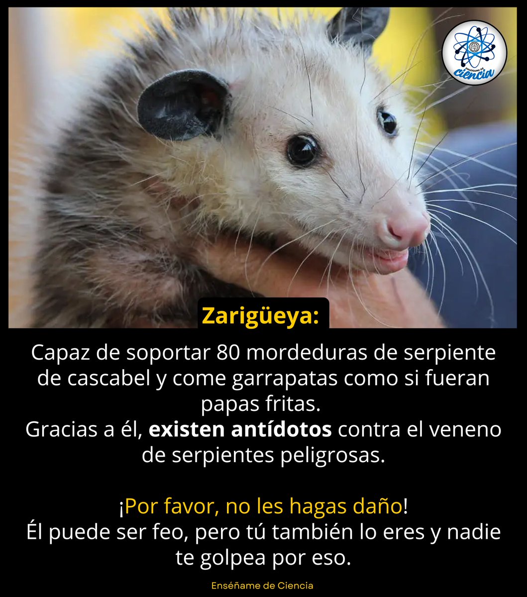 💚 La próxima vez que veas una zarigüeya, recuerda: no es una amenaza… es una aliada de la naturaleza. 🌎🐾