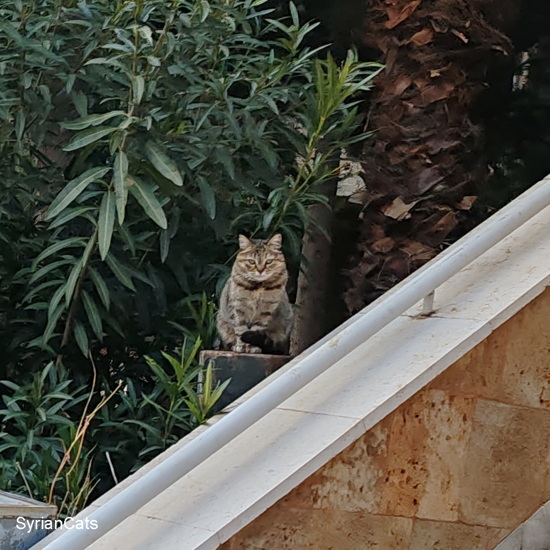 Syrian Cats tweet media