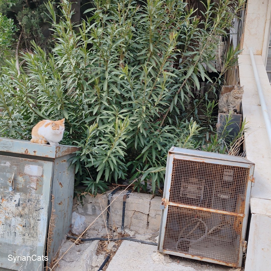 Syrian Cats tweet media