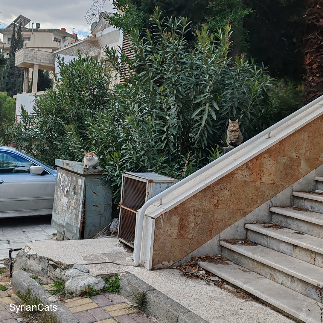 Syrian Cats tweet media