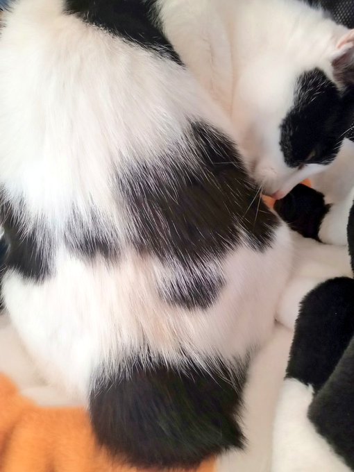 うさぎしっぽ(ねこ) 