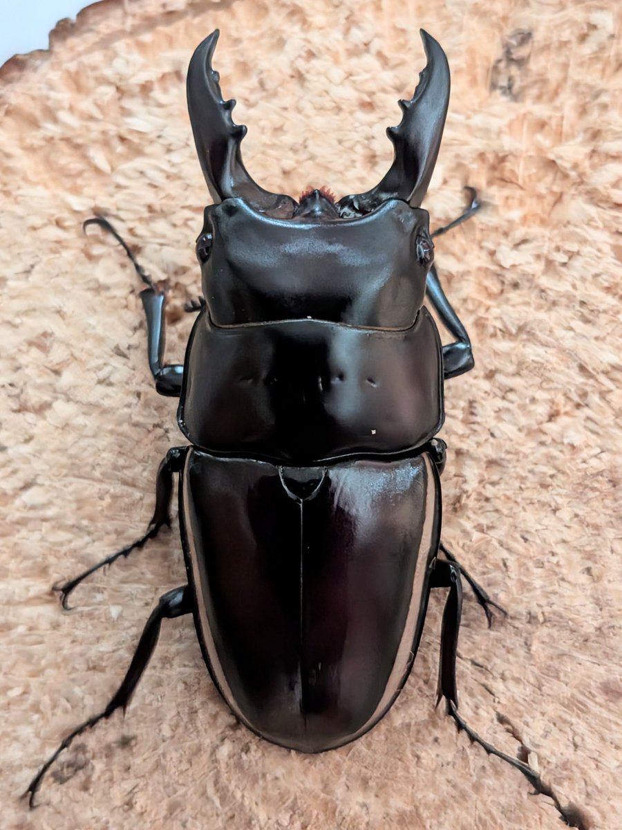 すもも (@sumomo_2_1) / Posts / X