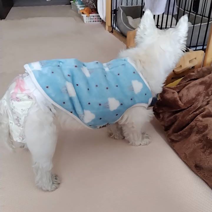 ちーちゃんですけどもっ第3巻予約発売中です❗️ (@ymc_cheezu