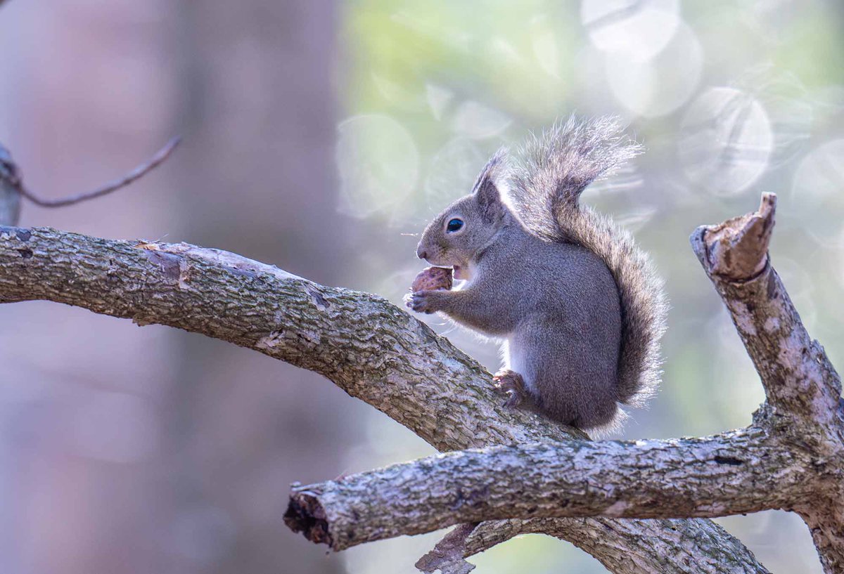 かじるぞ
ここで最後まで食べ終わるかな思いきや、やっぱりぴょんと・・・行っちゃった
＃ニホンリス　＃ぴょんと