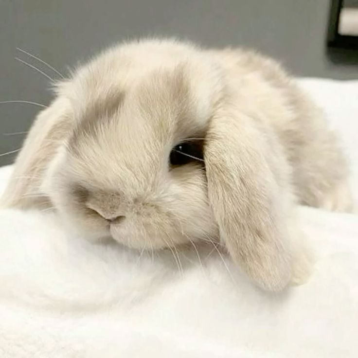 kwx765's tweet photo. columbina reminds me of a lop-eared bunny https://t.co/3JOkZHTnrq