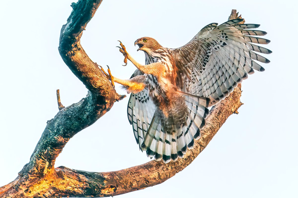 sampro3008's tweet photo. The Changeable Hawk-Eagle doesn’t rush a landing.
Wings wide, grip sure, mind already made.
Some arrivals don’t announce themselves.
They simply arrive… exactly where they meant to be.
#ChangeableHawkEagle #Raptors #BirdPhotography #BirdsOfIndia https://t.co/w6cDhysxK4