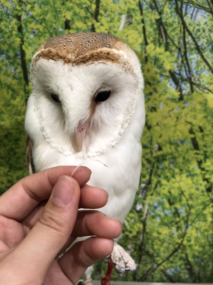 本日14:00〜18:00 でオープンしております！
皆様のご来店お待ちしております✨

各種ご飯体験もご案内可能です🉑
ワンデーパスでご利用いただけると閉店のお時間までのんびりお過ごし頂けます！

#いけもふ #ふれあい #池袋 #フクロウ #小動物