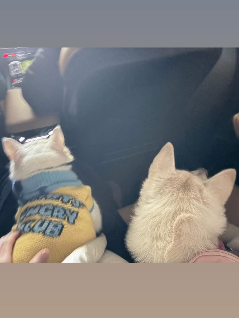 soobinvnfc's tweet photo. 🇻🇳 HAKU WEARING THE CUTE OUTFIT GIFTED BY VIETNAM FC 🇻🇳

We already got to see Mata wearing the outfit earlier, and now we finally get to see Haku wearing the one gifted by Vietnam FC while going out with our @soobinms 🫣🫣

#chaesoobin #채수빈 https://t.co/ZtBJYlWOFv