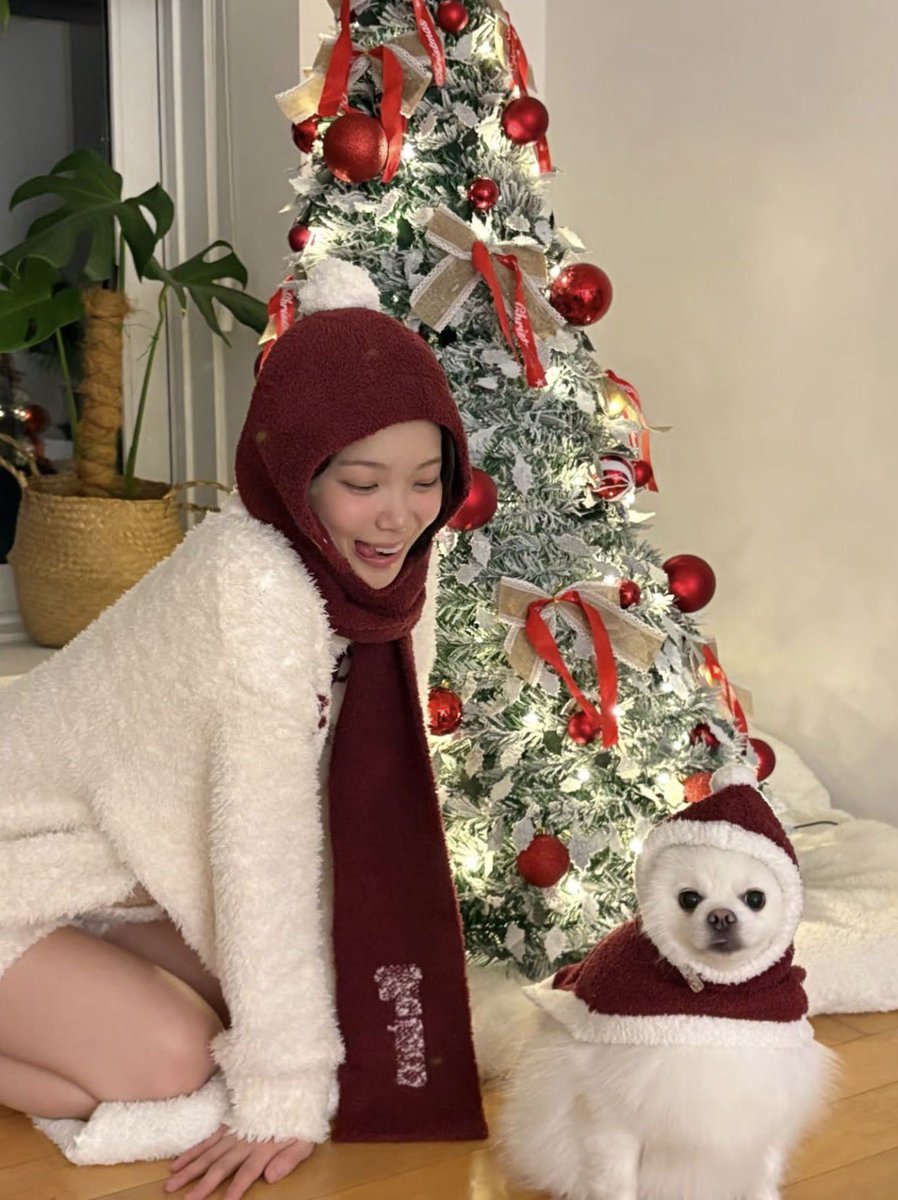 bbakchae_'s tweet photo. 치와와는 귀척dna 때문에 혀를 넣지 않는다고 해요 (포메는딱히) https://t.co/ODHGDubAUc