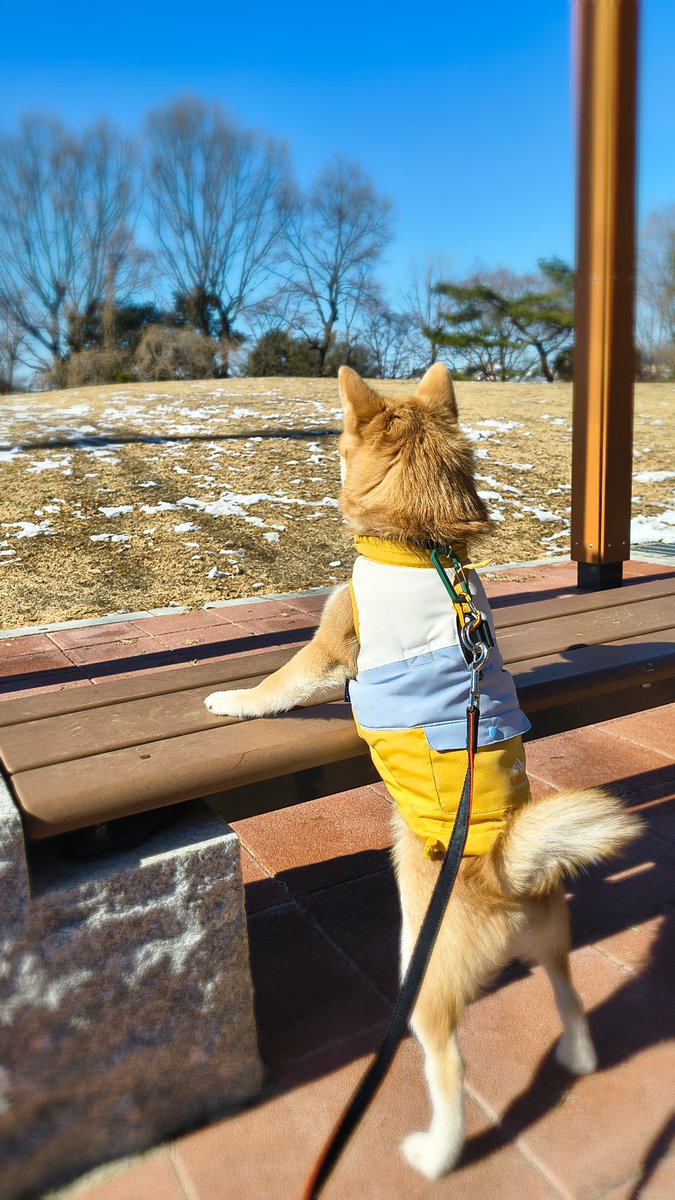 雪なくなっちゃったね🐶