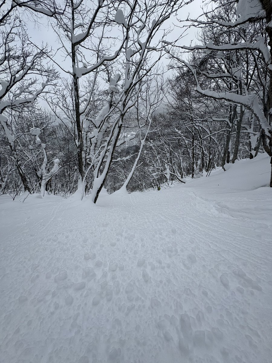 johnnymnta's tweet photo. ええツリーランでしたわ https://t.co/8Jja4XPALj