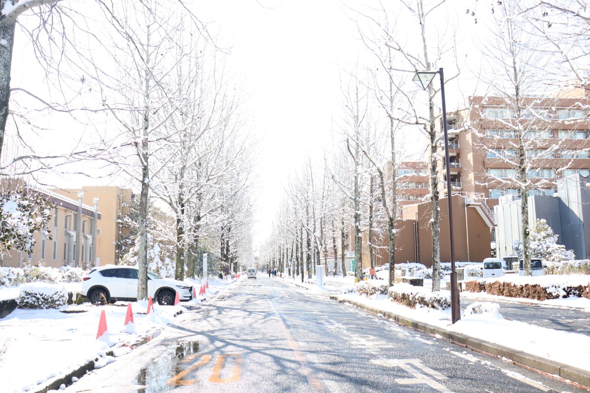 Hiroshima_Univ's tweet photo. 今朝の東広島キャンパスの様子をお届けします��️
ひろティーは雪の中、お散歩しました👣
雪が溶けたところより、溶け残って凍ったところが滑りやすくなっています。どうぞお気をつけください😊 https://t.co/J30Q1tYEIR