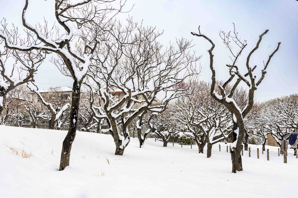 昨日の2月8日（日）の積雪。
久しぶりに積もった、近所の梅林園の様子です。

#習志野市、#習志野市梅林園、#梅、#積雪