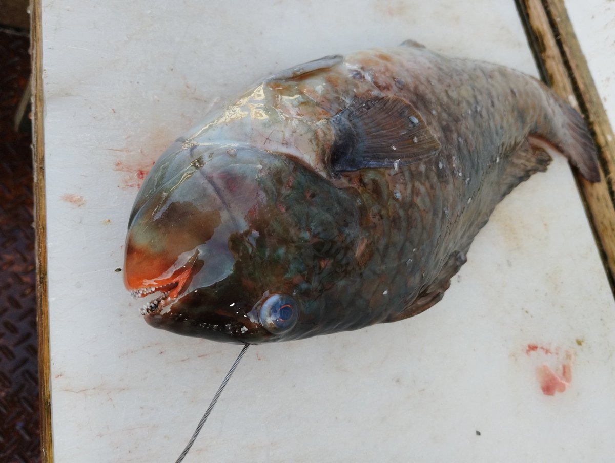 2・9(月)
17:00~23:30(23:00LO)
先週横須賀市佐島漁港で神経〆したブダイ。食べ頃です♪
#夜な夜な
#居酒屋