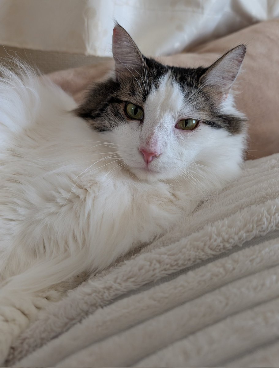 こんにちは❗️
今日はトモ誕生日でし！２歳でしよ〜😽
そんな大切な日なのにママンは耳が痒いって朝から耳鼻科行っちゃってさ！
🏥頑張ったからって自分へのご褒美ってお高めなシャンプー買ってきたんだよ😾

ママンももうすぐ誕生日だから😅
トモにも後でオヤツあるから☺️許して😁