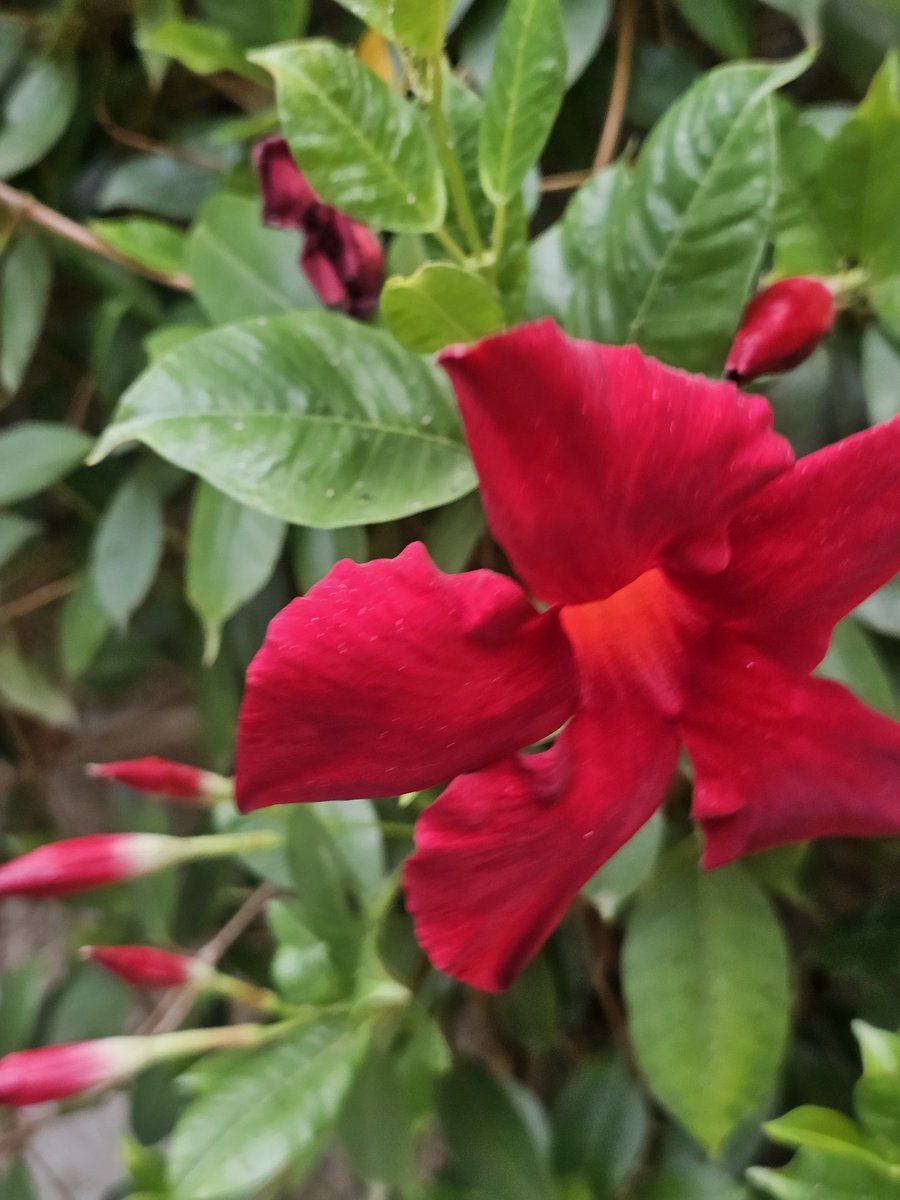 Günaydın iyiler, sağlıklı mutlu yüzünün güldüğü, mutlu bir hafta olsun 🍀🐞🦋☕️🙋‍♀️