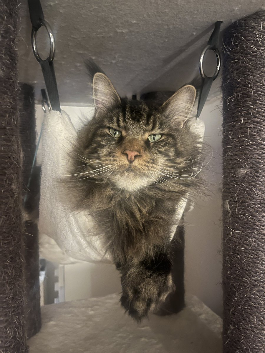 coding_jay's tweet image. Guten Morgen!