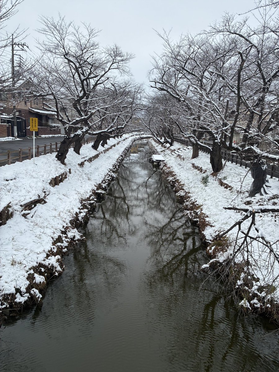 雪降った後の氷川神社横切ったら、これはこれで新鮮な姿を見れて良かった!流石に寒すぎて観光客も少なかった。 
