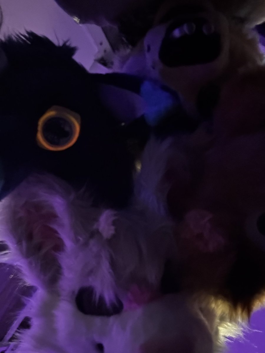 niko!! 🔞 🔜 CFZ tweet media