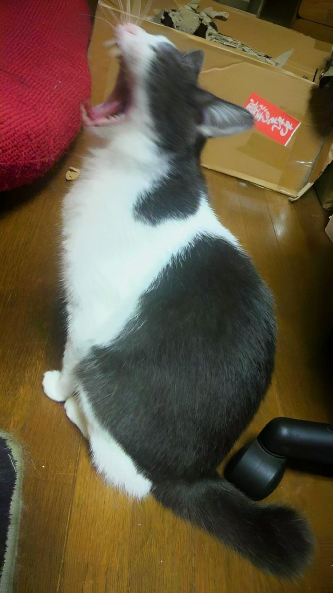 すぷねこRe:ラン(rerun)】 ウチの声聞けぇ〜 マウスビームｯ