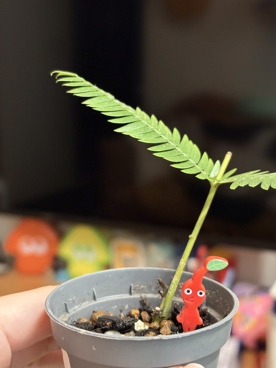 喵倫MeowRon tweet media