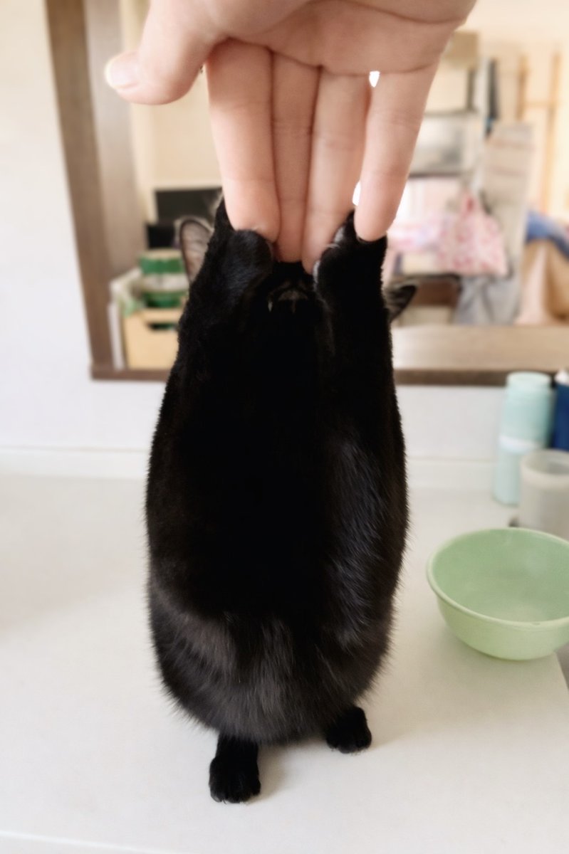 まめ太 (@_mameta__) / Posts / X