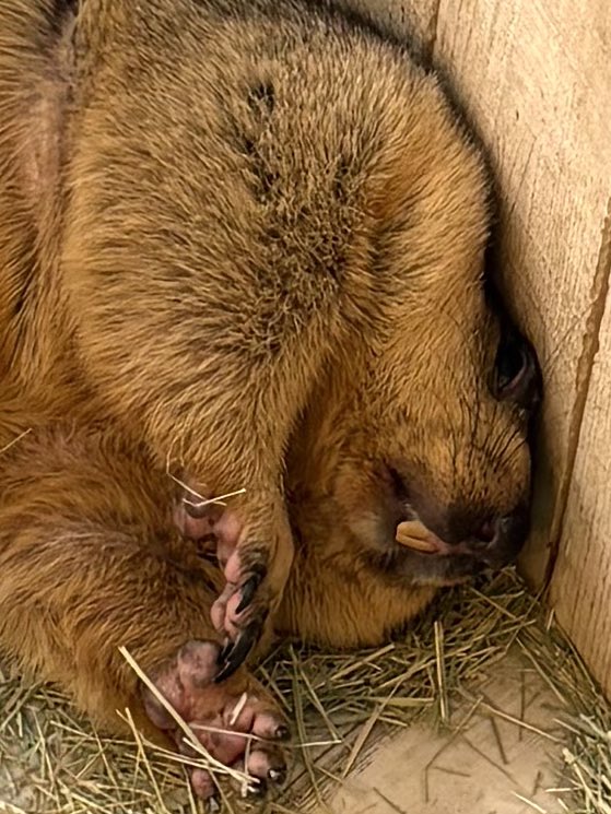 「ヒマラヤマーモットはずっと眠っているんですか？」との質問をよくいただきますが、
じつは寝ているように見えて
大概起きてボーッとしております😂

❌眠っている
⭕️ダラダラしている

例として
大人気ビスケくん（通称デカオ）の写真を載せます😮‍💨