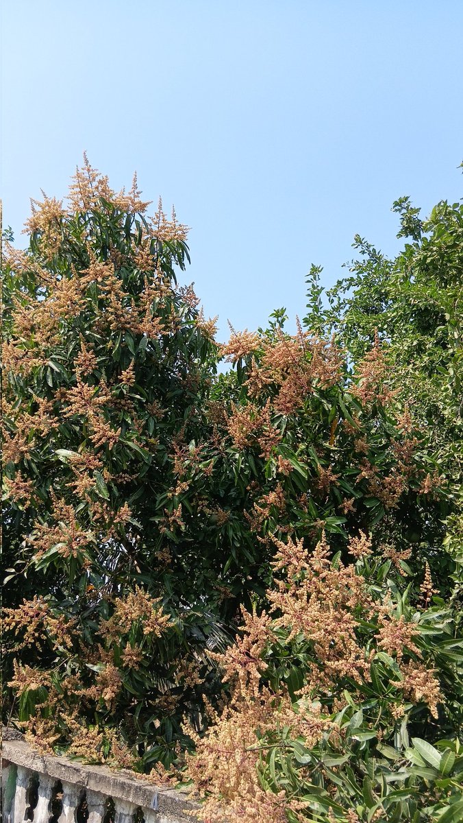 ଆମ୍ବ ବଉଳ ଓ ନୀଳ ଆକାଶ ।
#ଫଗୁଣ_ଆସୁଛି