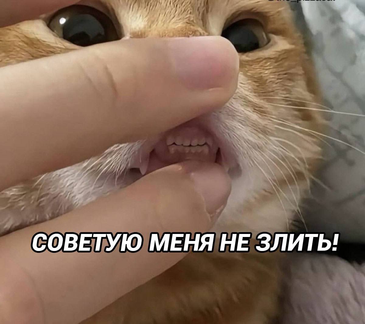 Borsique😺 (@borsique) on Twitter photo 