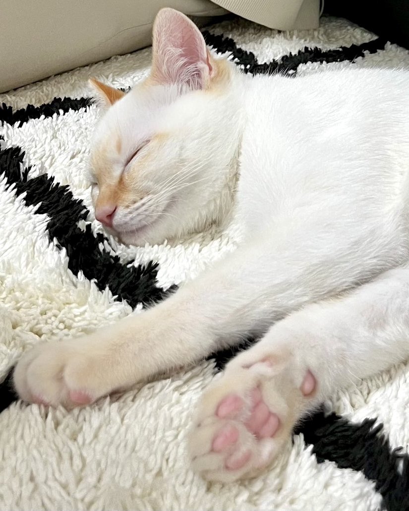 ねこねこ食パン【公式】 tweet media