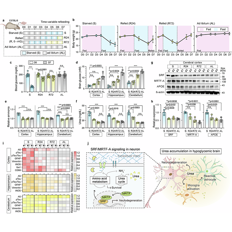 sigtrans_sttt's tweet photo. #Hypoglycemia activates SRF/MRTF-A–mediated #MetabolicReprogramming in #neurons, triggering #urea accumulation and AD-like #neurodegeneration, while glucose restoration suppresses this pathway & reverses damage. #Diabetes @KISTKOREA @UST_Korea @yonsei_u

#STTT: https://t.co/hMLnNsAFdk